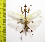 Mantodea sp.  Sierra Leone - INSECTS-STORE.RU