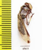 Mantispidae sp.  South Africa Rep. - INSECTS-STORE.RU