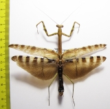 Mantodea sp.  Sierra Leone - INSECTS-STORE.RU