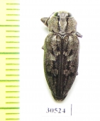 Chrysobothris cribraria  USA, FL - INSECTS-STORE.RU