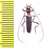 Euporus abyssinicus  Ethiopia - INSECTS-STORE.RU