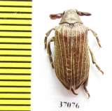 Rhipiceridae sp.  South Africa Rep. - INSECTS-STORE.RU