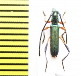 Promeces puncticollis  Ethiopia - INSECTS-STORE.RU