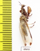 Mantispidae sp.  South Africa Rep. - INSECTS-STORE.RU