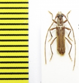 Ossibia murina  Ethiopia - INSECTS-STORE.RU