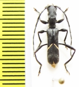 Oxilus boulardi  Ethiopia - INSECTS-STORE.RU