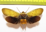 Homoptera sp.  Ecuador - INSECTS-STORE.RU