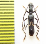 Oxilus paolii  Ethiopia - INSECTS-STORE.RU