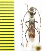 Oxilus lomii  Ethiopia - INSECTS-STORE.RU