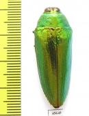 Callopistus castelnaudi  Malaysia - INSECTS-STORE.RU