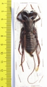 Thelyphonida sp.  Malaysia  58mm - INSECTS-STORE.RU