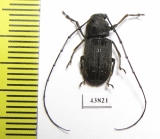 Anthribidae sp.  China - INSECTS-STORE.RU