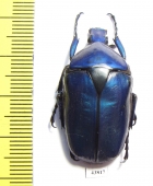 Torynorrhina flammea  Thailand - INSECTS-STORE.RU