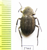 Tenebrionidae sp.  South Africa Rep. - INSECTS-STORE.RU