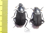 Necrodes asiaticus?, pair  Pakistan - INSECTS-STORE.RU