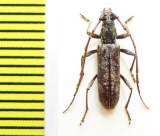 Derolus pallidus orientalis  Ethiopia - INSECTS-STORE.RU