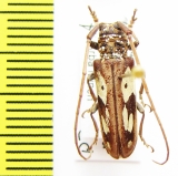 Prosopocera ? peeli  Ethiopia - INSECTS-STORE.RU