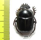 Scarabaeus sp.  South Africa Rep. - INSECTS-STORE.RU