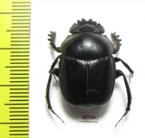 Scarabaeus sp.  South Africa Rep. - INSECTS-STORE.RU