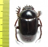 Scarabaeus sp.  South Africa Rep. - INSECTS-STORE.RU