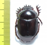 Scarabaeus sp.  South Africa Rep. - INSECTS-STORE.RU