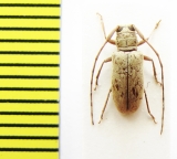 Chariesthes sp. Ethiopia - INSECTS-STORE.RU