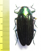 Colobogaster sp.  Peru - INSECTS-STORE.RU