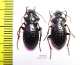 Carabus (Pachystus) hungaricus cribellatus, pair  Russia, Krasnoyarsk reg. - INSECTS-STORE.RU