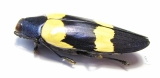 Chrysochroa mniszechi  Thailand - INSECTS-STORE.RU