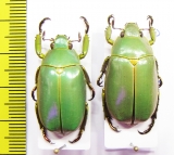 Chrysina luteomarginata, pair  Costa Rica - INSECTS-STORE.RU