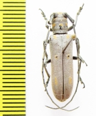 Prosopocera wahlbergi  Ethiopia - INSECTS-STORE.RU