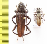 Xystrocera nigrita, Derolus arciferus  Ethiopia - INSECTS-STORE.RU