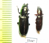 Trogossitidae sp.  Peru - INSECTS-STORE.RU