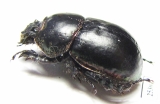 Odontotrypes kryzhanovskyii  China - INSECTS-STORE.RU