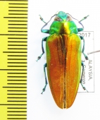 Belionota sp.  Malaysia - INSECTS-STORE.RU