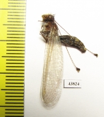 Ascalaphidae sp.  Colombia - INSECTS-STORE.RU