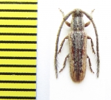 Sophronica subdivisa  Ethiopia - INSECTS-STORE.RU