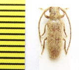 Sophronica rufula  Ethiopia - INSECTS-STORE.RU