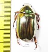 Chrysina batesi  Panama - INSECTS-STORE.RU