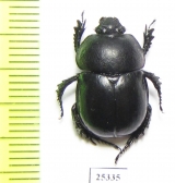 Odontotrypes cobaltipennis  China - INSECTS-STORE.RU