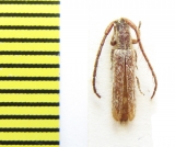 Sophronica somaliensis  Ethiopia - INSECTS-STORE.RU