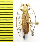 Deroplia simplex  Ethiopia - INSECTS-STORE.RU