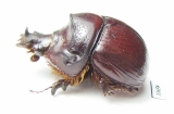 Bolboleaus truncatus, male  Australia - INSECTS-STORE.RU