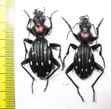 Anthia decemguttata ssp., pair  South Africa Rep. - INSECTS-STORE.RU