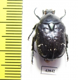 Protaetia sauteri  Taiwan - INSECTS-STORE.RU