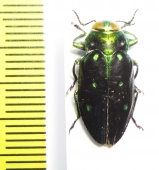 Chrysobothris sp.  Peru - INSECTS-STORE.RU