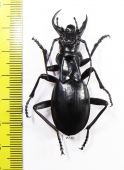 Anthia maxillosa, male  South Africa Rep.  53mm - INSECTS-STORE.RU