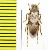 Eunidia bifuscoplagiata  Ethiopia - INSECTS-STORE.RU