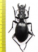 Anthia maxillosa, female  South Africa Rep.  50mm - INSECTS-STORE.RU