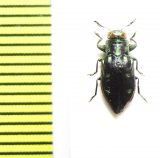 Chrysobothris sp.  Peru - INSECTS-STORE.RU